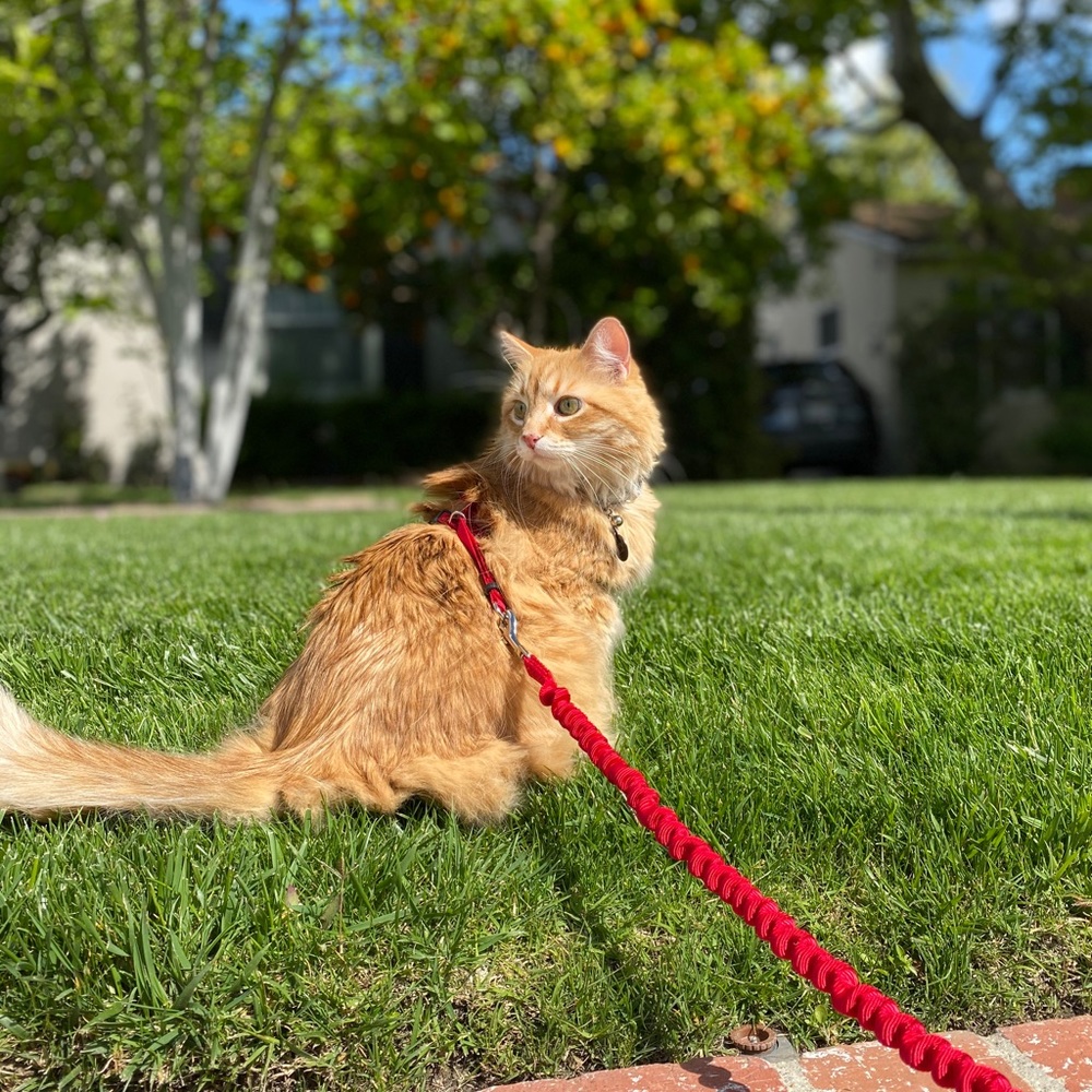 Cat Harness and Leash